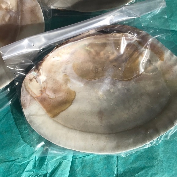 Midea shells for smudging or as an accent! - Picture 2 of 5